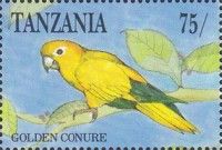 Golden Parakeet (Guaruba guarouba)