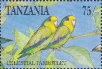 Celestial Parrotlet (Forpus xanthops)