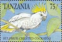 Sulphur-crested Cockatoo (Cacatua galerita)