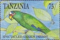 White-fronted Amazon (Amazona albifrons)