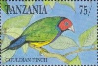 Gouldian Finch (Chloebia gouldiae)