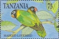 Yellow-collared Lovebird (Agapornis personata)