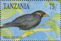 Common Hill Myna (Gracula religiosa)  