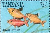 Jewel Tetra (Hyphessobrycon eques)