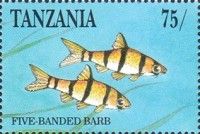 Five-banded Barb (Desmopuntius pentazona)
