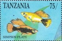 Simpson Platy (Xiphophorus maculatus)