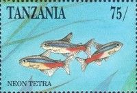 Neon Tetra (Paracheirodon innesi)