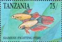 Siamese Fighting Fish (Betta splendens)