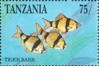 Tiger Barb (Puntigrus tetrazona)