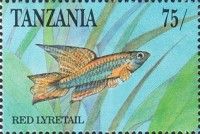 Red Lyretail (Xiphophorus helleri)