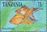Goldfish (Carassius auratus)