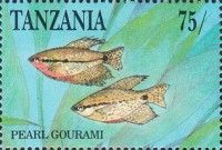 Pearl Gourami (Trichopodus leerii)