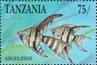 Altum Angelfish (Pterophyllum altum)