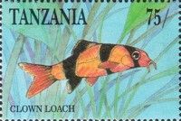 Clown Loach or Tiger Botia (Chromobotia macracanthus)