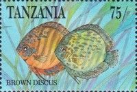 Brown or Blue Discus (Symphysodon aequifasciatus)