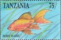 Rosy Barb (Pethia conchonius)