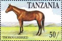 Thoroughbred