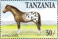 Appaloosa