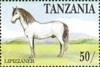 Lipizzaner