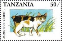 Japanese bobtail