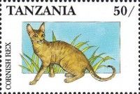 Cornish rex