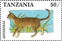 Abyssinian