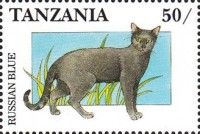 Russian blue