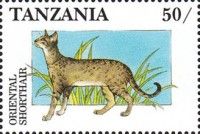Oriental shorthair
