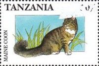 Maine coon