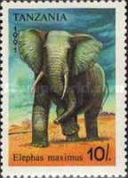 African Elephant (Loxodonta africana)