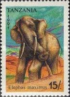 Asian Elephant (Elephas maximus)