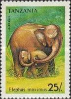 Asian Elephant (Elephas maximus)