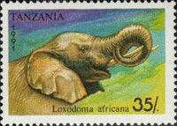 African Elephant (Loxodonta africana)