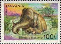 Asian Elephant (Elephas maximus)