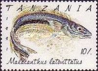 Blue Blanquillo (Malacanthus latovittatus)