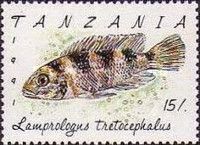 Five-barred Lamprologus (Lamprologus tretocephalus)