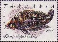 Pearly Lamprologus (Lamprologus calvus)