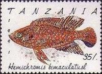 Jewel Cichlid (Hemichromis bimaculatus)