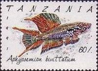 Twostripe Lyretail (Aphyosemion bivittatum)