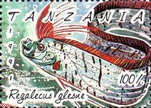 Giant Oarfish (Regalecus glesne)