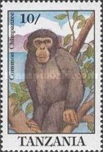 Chimpanzee