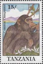 Chimpanzee