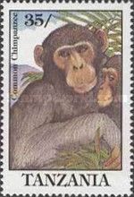 Chimpanzee