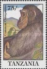 Chimpanzee