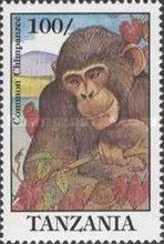 Chimpanzee