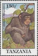 Chimpanzee
