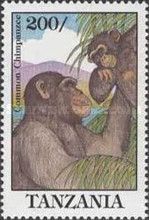 Chimpanzee
