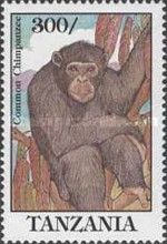 Chimpanzee