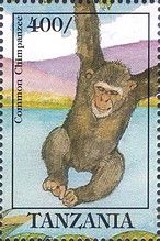 Common Chimpanzee