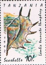 Giant Spider Conch (Lambis truncata)